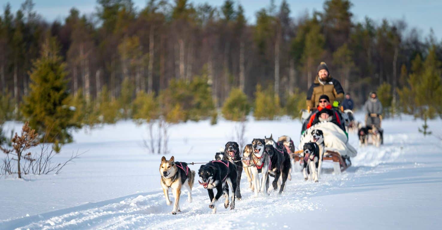 hundeschlitten-lappland